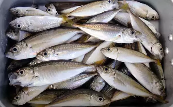 淡水小物タックル＆タナゴ仕掛けで豆アジが爆釣！【三重】アワセる爽快感がクセになる面白さ