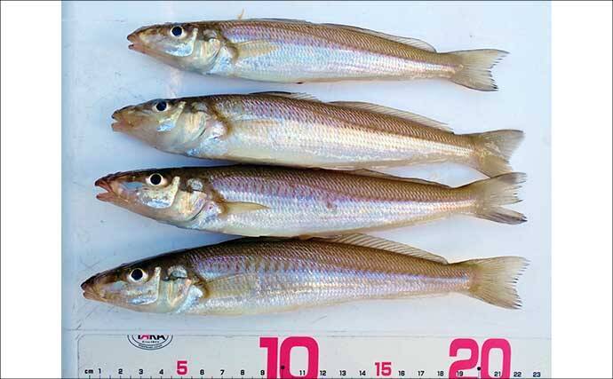 淡水小物タックル＆タナゴ仕掛けで豆アジが爆釣！【三重】アワセる爽快感がクセになる面白さ