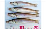 「淡水小物タックル＆タナゴ仕掛けで豆アジが爆釣！【三重】アワセる爽快感がクセになる面白さ」の画像3