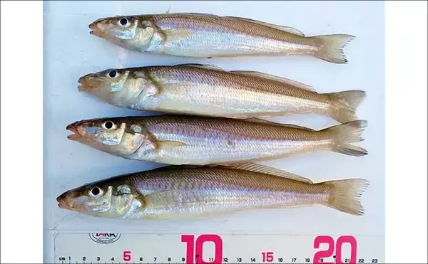 「淡水小物タックル＆タナゴ仕掛けで豆アジが爆釣！【三重】アワセる爽快感がクセになる面白さ」の画像