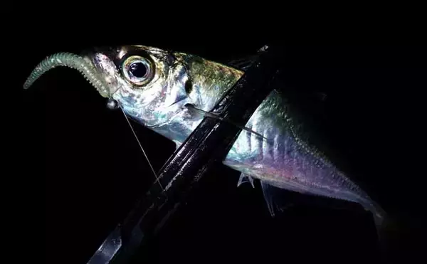 「淡水小物タックル＆タナゴ仕掛けで豆アジが爆釣！【三重】アワセる爽快感がクセになる面白さ」の画像
