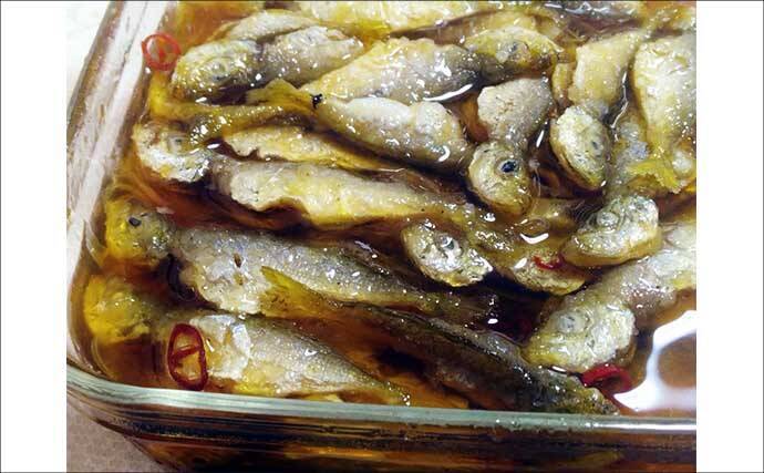 淡水小物タックル＆タナゴ仕掛けで豆アジが爆釣！【三重】アワセる爽快感がクセになる面白さ