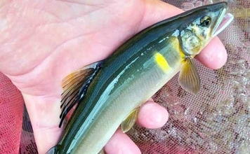 魚野川アユ釣り解禁情報2026【新潟県】闘争本能＆遡上性質が強い七色湖産を放流
