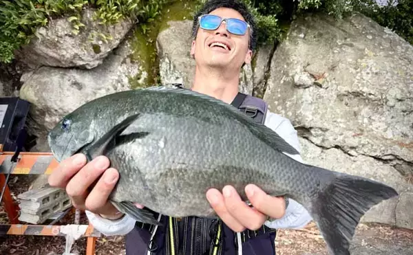 「海釣りGO」で釣り場を予約してフカセ釣りを満喫【西伊豆】堤防から45cm大型メジナをキャッチ！
