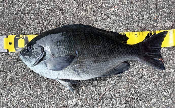 「海釣りGO」で釣り場を予約してフカセ釣りを満喫【西伊豆】堤防から45cm大型メジナをキャッチ！