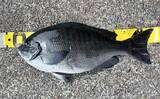 「「海釣りGO」で釣り場を予約してフカセ釣りを満喫【西伊豆】堤防から45cm大型メジナをキャッチ！」の画像7