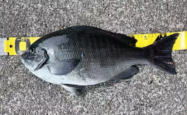 「「海釣りGO」で釣り場を予約してフカセ釣りを満喫【西伊豆】堤防から45cm大型メジナをキャッチ！」の画像