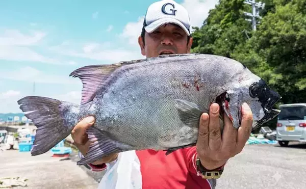 「イシダイが船中2桁釣果！トップ4匹と快釣【船エサ釣り釣果速報8選・三重】」の画像