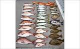 「イシダイが船中2桁釣果！トップ4匹と快釣【船エサ釣り釣果速報8選・三重】」の画像3