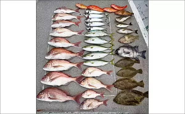 「イシダイが船中2桁釣果！トップ4匹と快釣【船エサ釣り釣果速報8選・三重】」の画像
