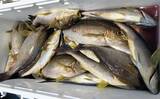 「イシダイが船中2桁釣果！トップ4匹と快釣【船エサ釣り釣果速報8選・三重】」の画像4