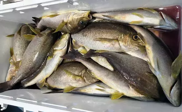 「イシダイが船中2桁釣果！トップ4匹と快釣【船エサ釣り釣果速報8選・三重】」の画像