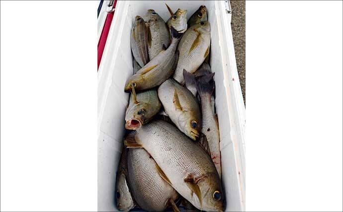 イシダイが船中2桁釣果！トップ4匹と快釣【船エサ釣り釣果速報8選・三重】