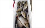「イシダイが船中2桁釣果！トップ4匹と快釣【船エサ釣り釣果速報8選・三重】」の画像6
