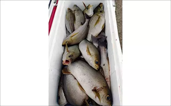 「イシダイが船中2桁釣果！トップ4匹と快釣【船エサ釣り釣果速報8選・三重】」の画像