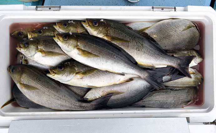 イシダイが船中2桁釣果！トップ4匹と快釣【船エサ釣り釣果速報8選・三重】