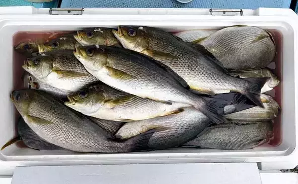 「イシダイが船中2桁釣果！トップ4匹と快釣【船エサ釣り釣果速報8選・三重】」の画像