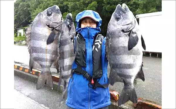 「イシダイが船中2桁釣果！トップ4匹と快釣【船エサ釣り釣果速報8選・三重】」の画像