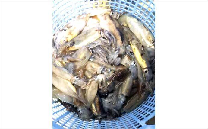 イシダイが船中2桁釣果！トップ4匹と快釣【船エサ釣り釣果速報8選・三重】