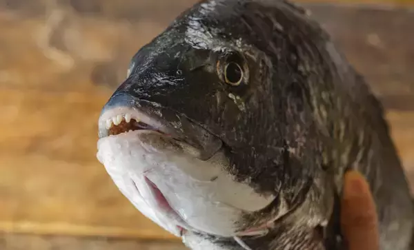 ついに「シジミ」にも忍び寄る「クロダイ」の魔の手　茨城の名所で漁獲量が半減