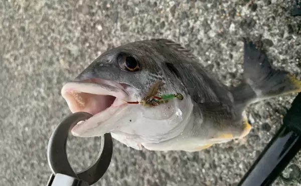 「ついに「シジミ」にも忍び寄る「クロダイ」の魔の手　茨城の名所で漁獲量が半減」の画像