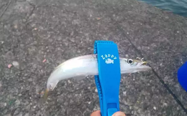 「陸っぱりルアーカマスゲームで26cm頭に7匹　早朝の時合いに回遊あり」の画像