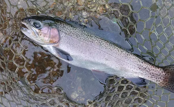 「ルアーとフライの二刀流で管理釣り場のニジマス104匹手中【長野・平谷湖FS】」の画像