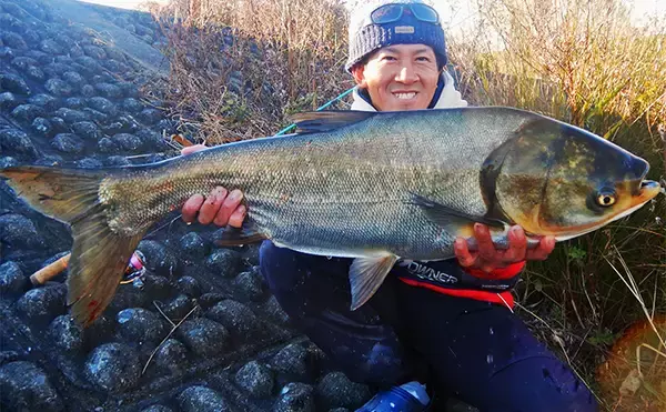 「ライトタックルでハクレン釣りに挑戦【荒川】ハリス切れや外道連発も本命を手中」の画像