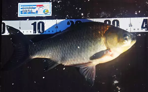 「ライトタックルでハクレン釣りに挑戦【荒川】ハリス切れや外道連発も本命を手中」の画像