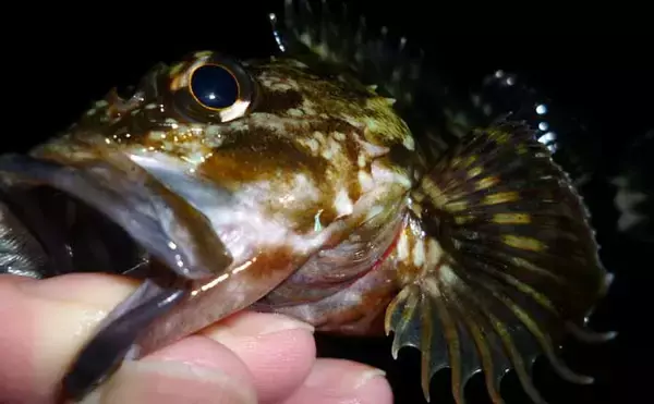 陸っぱりロックフィッシュゲームでカサゴが連発【三重・富洲原】スローフォールが的中？