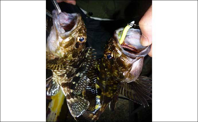 陸っぱりロックフィッシュゲームでカサゴが連発【三重・富洲原】スローフォールが的中？