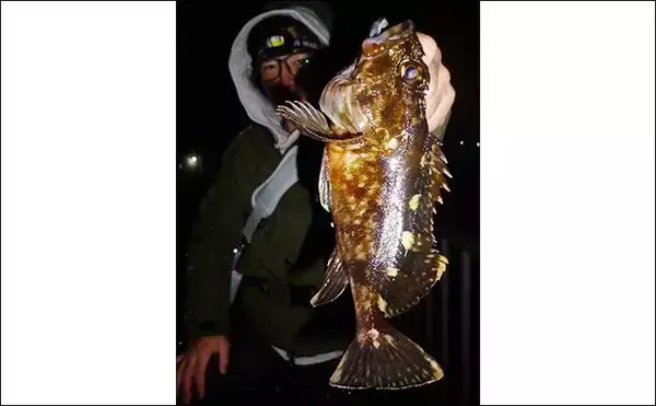 「陸っぱりロックフィッシュゲームでカサゴが連発【三重・富洲原】スローフォールが的中？」の画像