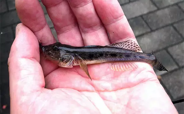 「「潮変化を読んで良型連発！」佃堀のハゼ釣りで37尾キャッチ【東京・中央区】」の画像