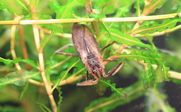 捕えたサカナを溶かして吸う？　絶滅危惧種の水生昆虫『タイコウチ』のすごい特技