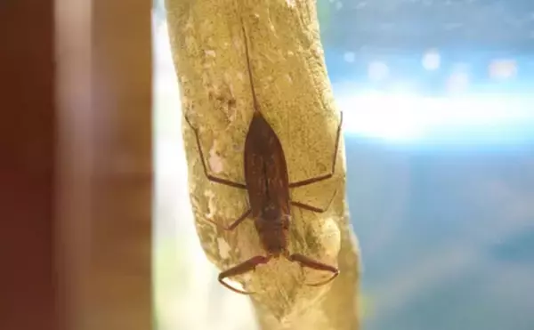 「捕えたサカナを溶かして吸う？　絶滅危惧種の水生昆虫『タイコウチ』のすごい特技」の画像