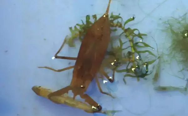 「捕えたサカナを溶かして吸う？　絶滅危惧種の水生昆虫『タイコウチ』のすごい特技」の画像