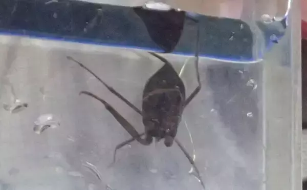 「捕えたサカナを溶かして吸う？　絶滅危惧種の水生昆虫『タイコウチ』のすごい特技」の画像