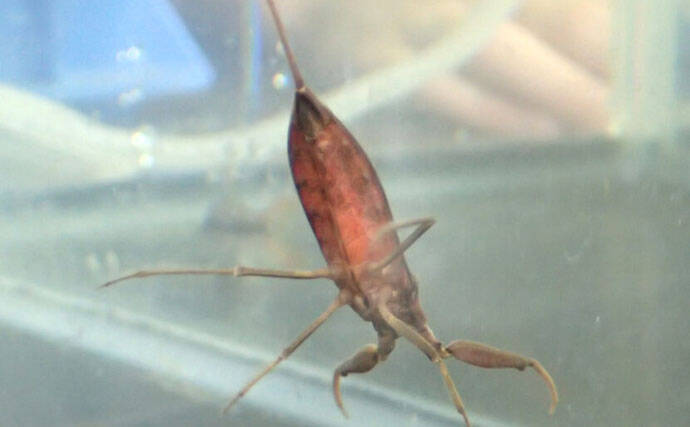 捕えたサカナを溶かして吸う？　絶滅危惧種の水生昆虫『タイコウチ』のすごい特技