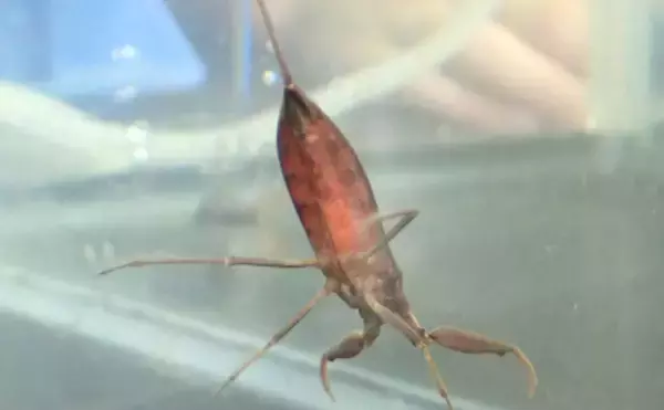 「捕えたサカナを溶かして吸う？　絶滅危惧種の水生昆虫『タイコウチ』のすごい特技」の画像