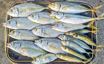 相浜漁港でまさかのシマアジ連発！【千葉県】陸っぱりサビキに高級魚ヒット