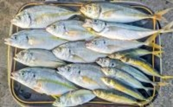 相浜漁港でまさかのシマアジ連発！【千葉県】陸っぱりサビキに高級魚ヒット