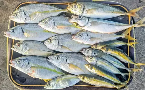 「相浜漁港でまさかのシマアジ連発！【千葉県】陸っぱりサビキに高級魚ヒット」の画像