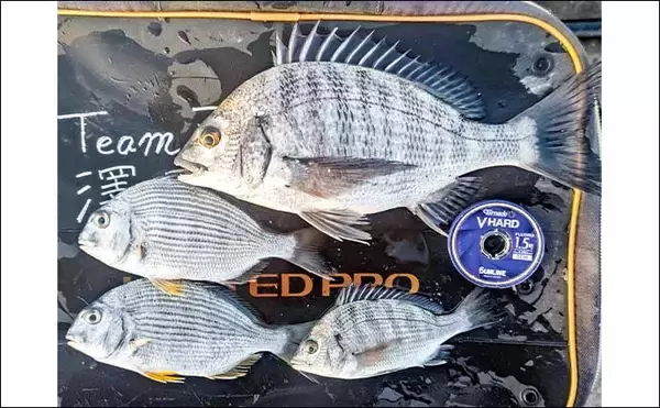 「相浜漁港でまさかのシマアジ連発！【千葉県】陸っぱりサビキに高級魚ヒット」の画像