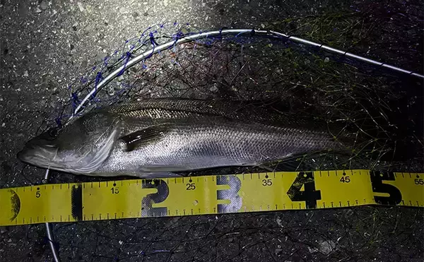 「メバリングタックルを積極的に流用しよう　大型のシーバスとクロダイにも対応可能」の画像