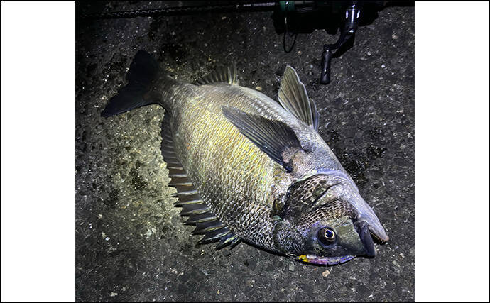 メバリングタックルを積極的に流用しよう　大型のシーバスとクロダイにも対応可能