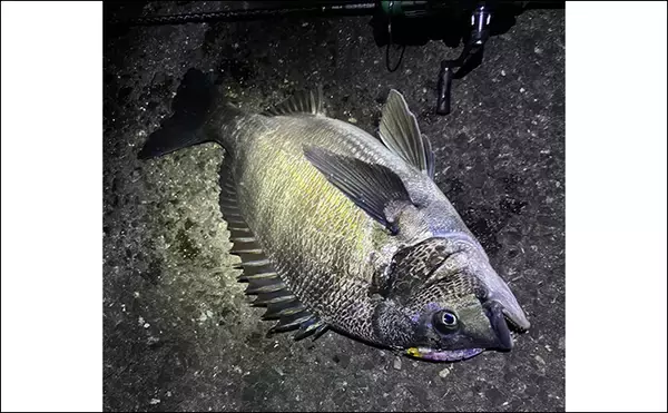 「メバリングタックルを積極的に流用しよう　大型のシーバスとクロダイにも対応可能」の画像