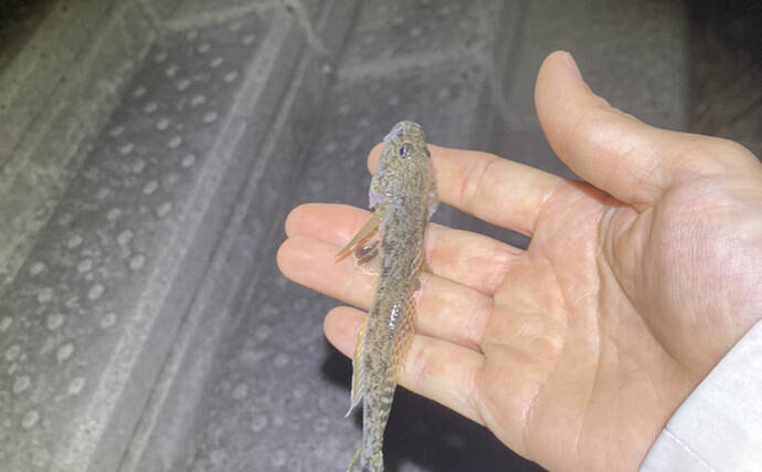 初夏のテナガエビ掬い速報　濁りに苦戦も夜の河川で良型7cm級テナガエビを採取成功