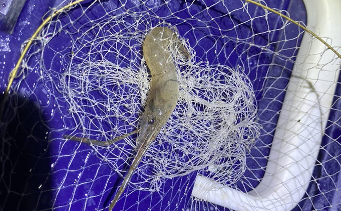 初夏のテナガエビ掬い速報　濁りに苦戦も夜の河川で良型7cm級テナガエビを採取成功