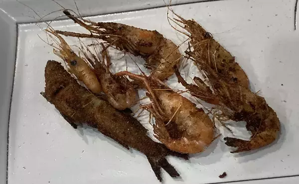 「初夏のテナガエビ掬い速報　濁りに苦戦も夜の河川で良型7cm級テナガエビを採取成功」の画像