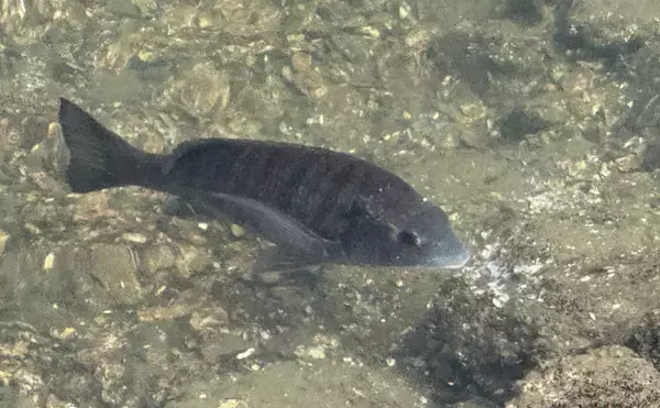 「都心を流れる河川で大量のクロダイが確認される　海ではなく河川に入り込んだワケとは？」の画像